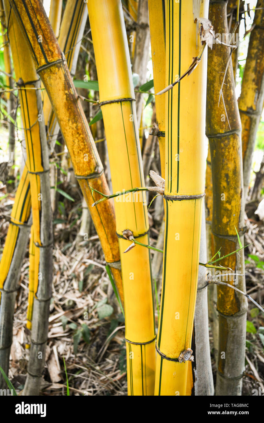Fresh yellow bamboo stalks tree with green pattern on agricultural