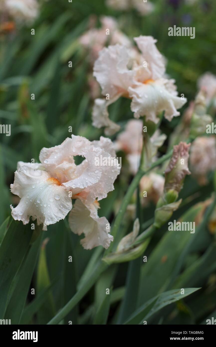 Iris "Blush Hour" at Schreiner's Iris Gardens in Salem, Oregon, USA