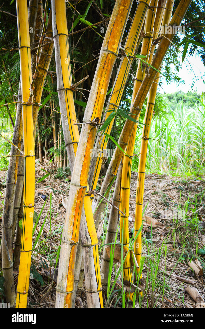 Fresh yellow bamboo stalks tree with green pattern on agricultural