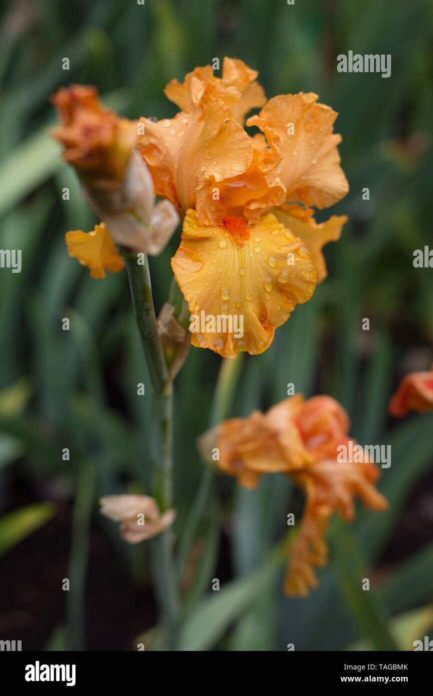 Iris 'Orange King' at Schreiner's Iris Gardens in Salem, Oregon, USA. Stock Photo