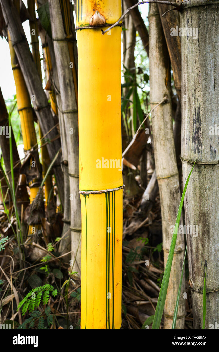 fresh-yellow-bamboo-stalks-tree-with-green-pattern-on-agricultural