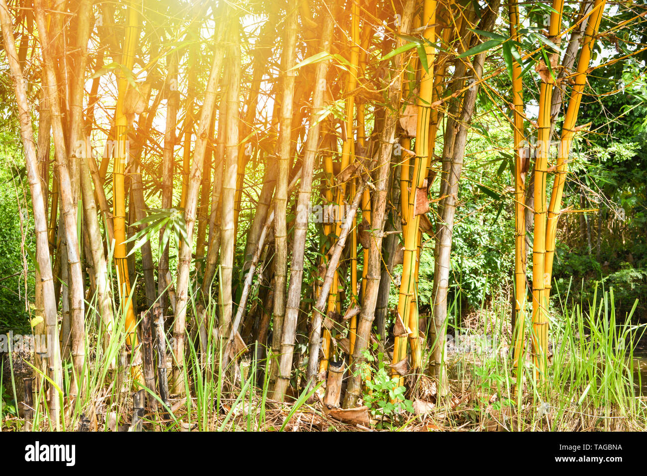 Fresh yellow bamboo stalks tree with green pattern on agricultural