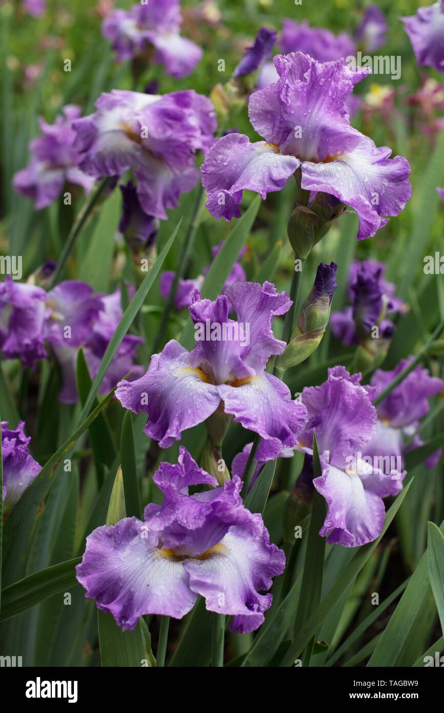 Iris "Twilight Rapture" at Schreiner's Iris Gardens in Salem, Oregon, USA. Stock Photo