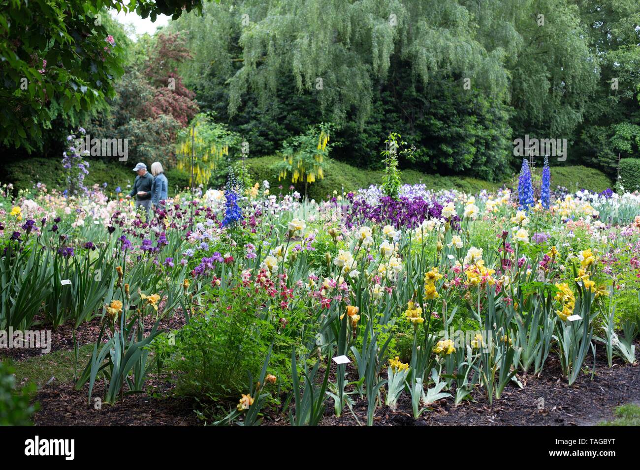 Schreiner's Iris Gardens in Salem, Oregon, USA Stock Photo Alamy