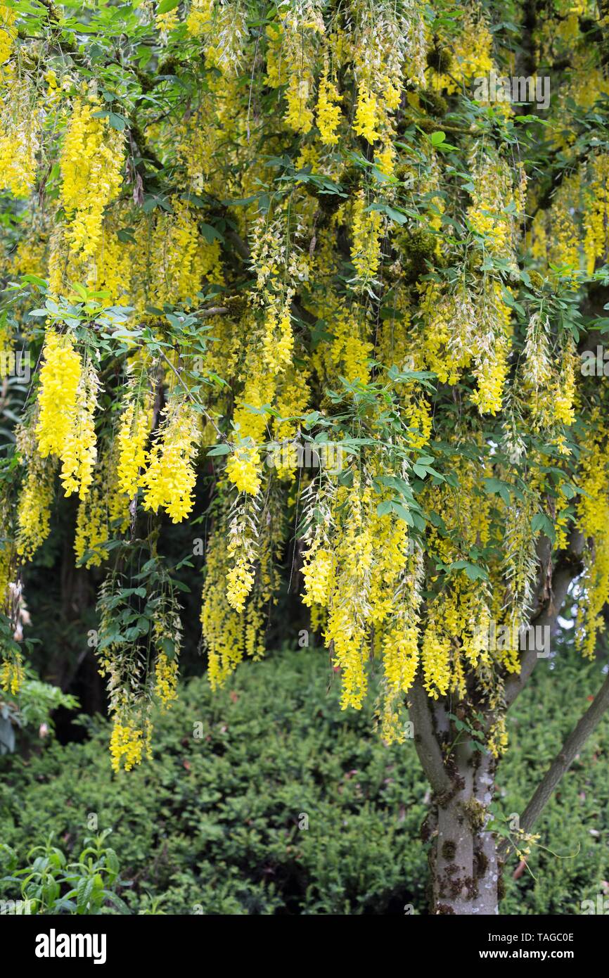 A Laburnum 'Golden Chain' tree at Schreiner's Iris Gardens in Salem, Oregon, USA. Stock Photo