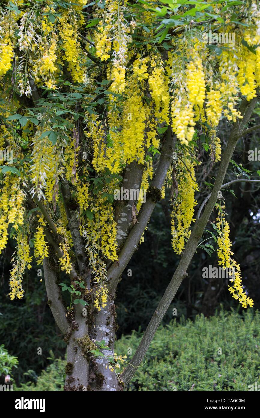 A Laburnum Golden Chain Tree At Schreiner s Iris Gardens In Salem 