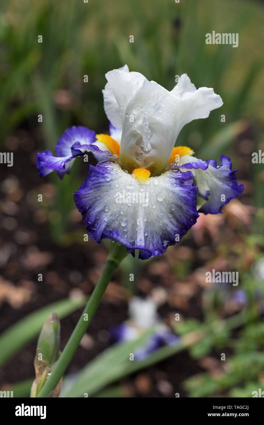 Iris Revision At Schreiner S Iris Gardens In Salem Oregon Usa Stock Photo Alamy