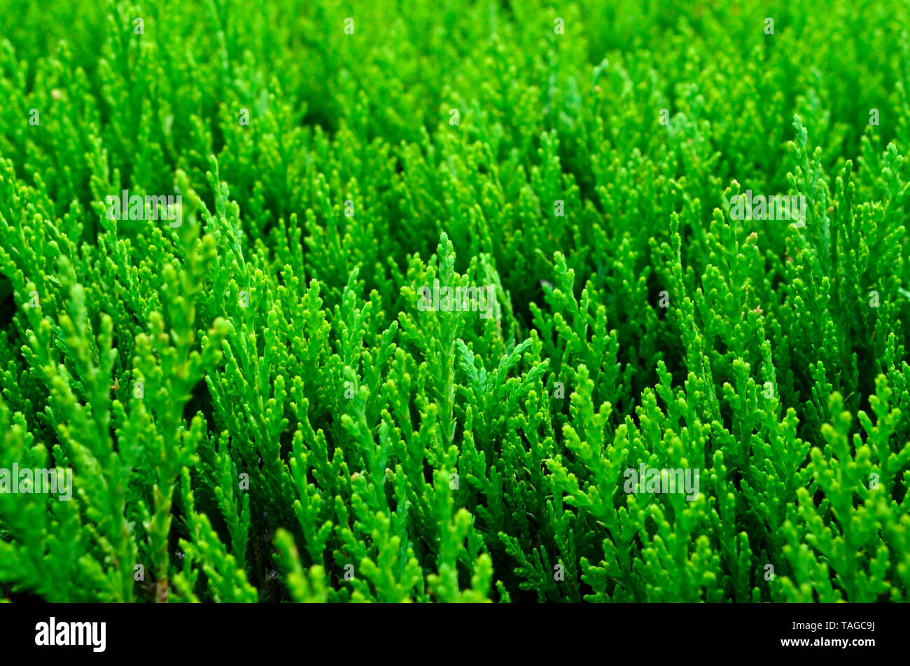 Closeup of lush green Thuja occidentalis leaves Stock Photo