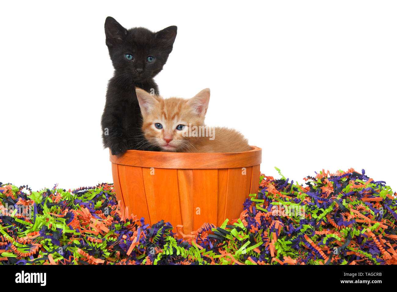 Adorable Black Kitten With Bright Blue Green Eyes And Orange