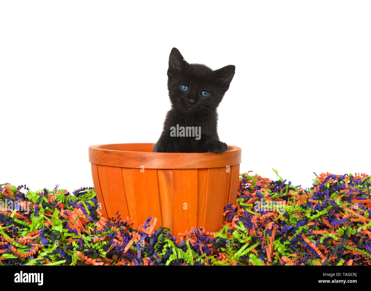 Adorable Black Kitten With Bright Blue Green Eyes Sitting In An