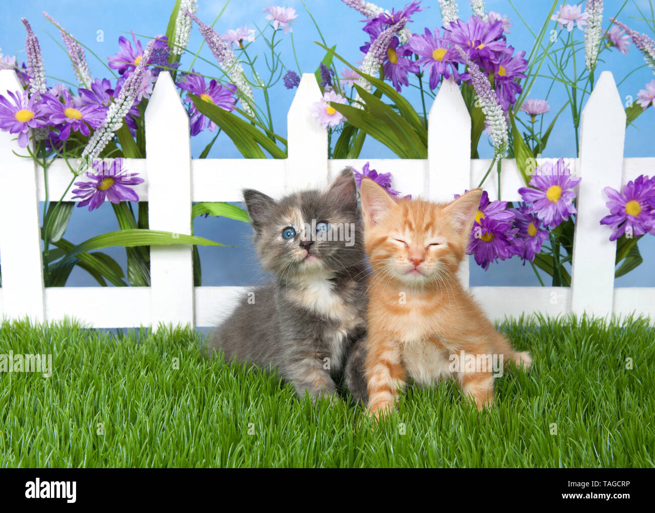Two kittens sitting in green grass backyard in front of small white picket fence, tortie looking up, orange tabby eyes closed. purple flowers growing  Stock Photo