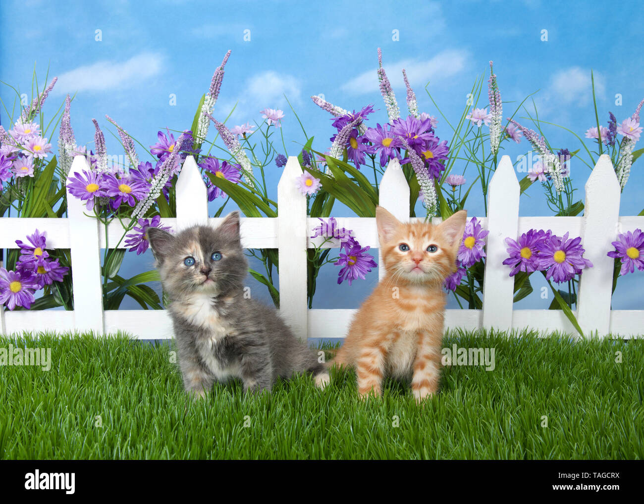 Two kittens sitting in green grass looking up, backyard in front of small white picket fence with purple flowers growing through, blue background sky  Stock Photo