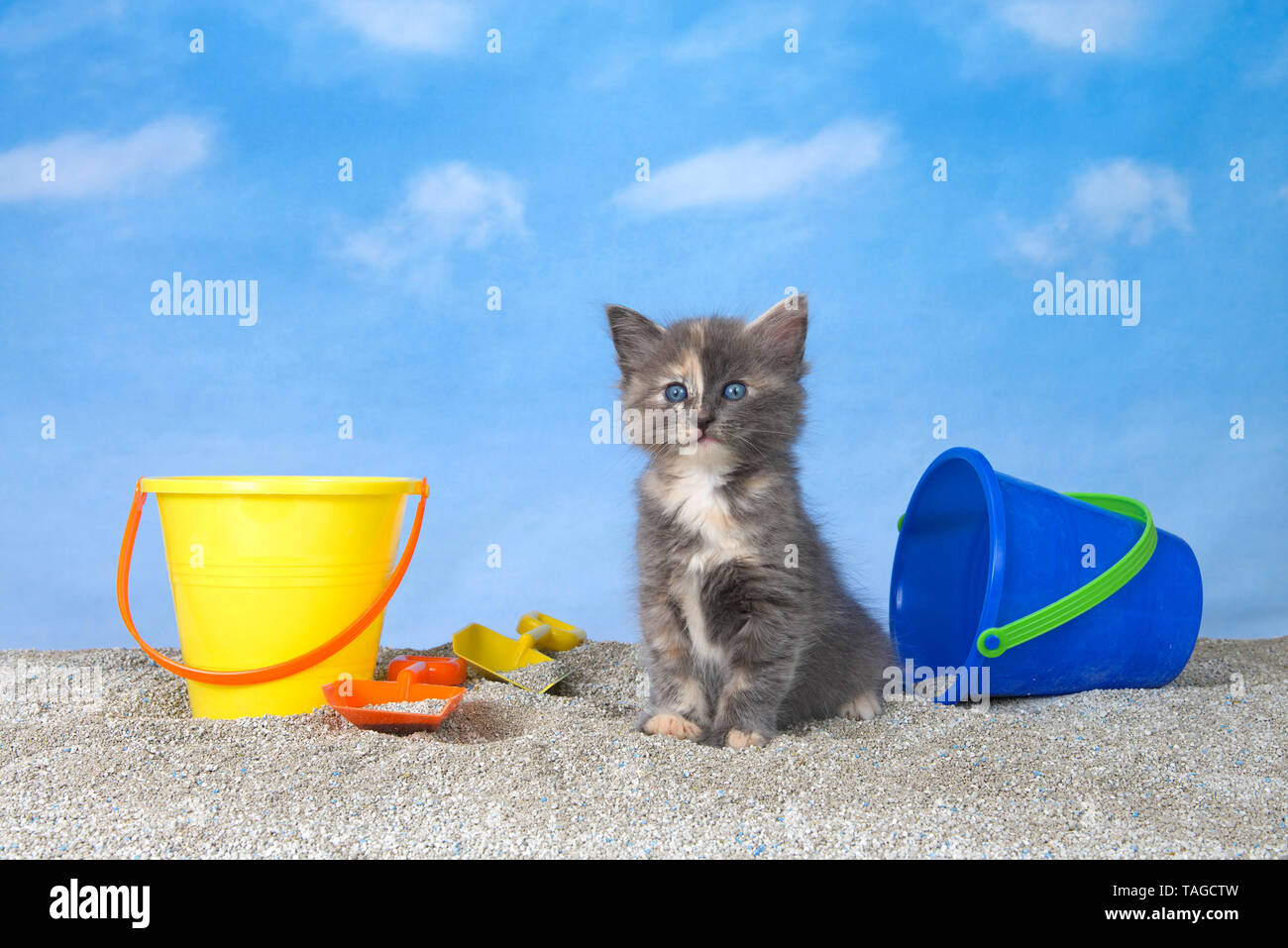 adorable dilluted tortie kitten on kitty litter sand beach looking