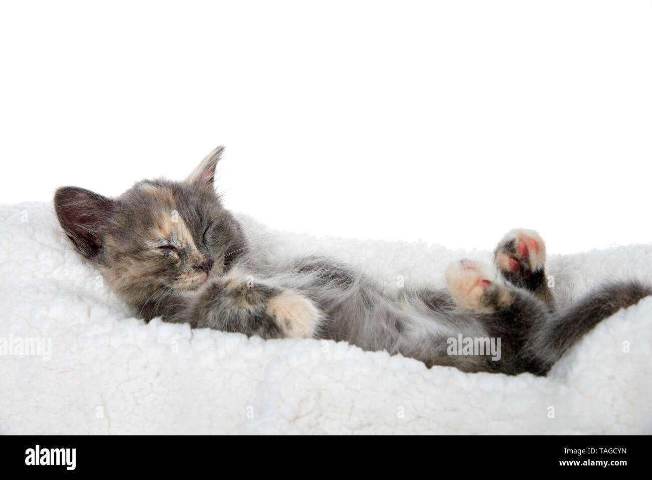 Adorable diluted tortie kitten sleeping upside down on a sheep skin blanket, paws upwards. Isolated on white background. Stock Photo