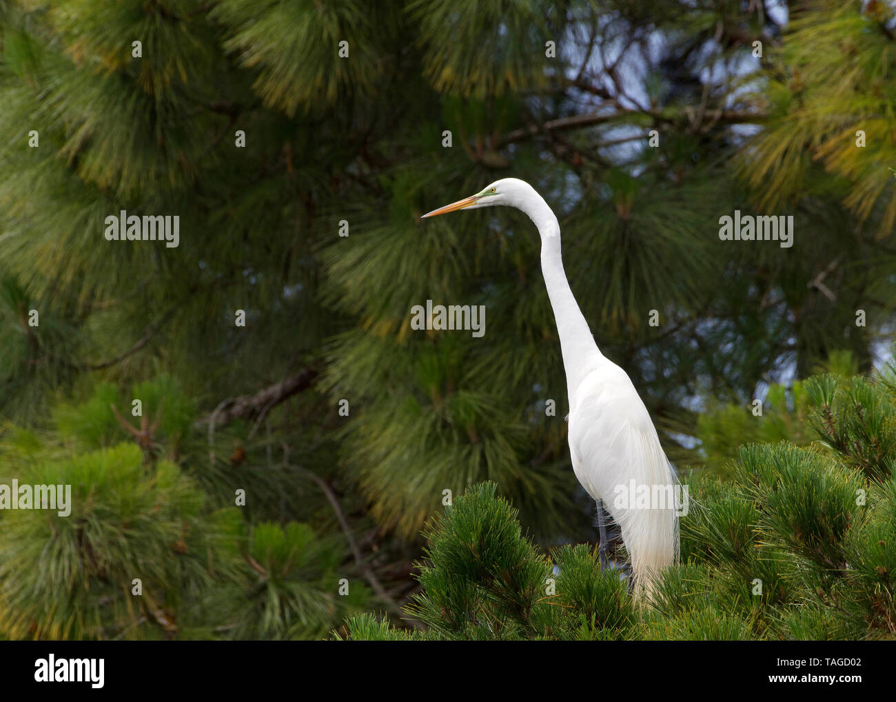 one adult Great Egret, also know as the common egret, perched in a Ponderosa Pine tree looking to viewers left with copy space. Stock Photo