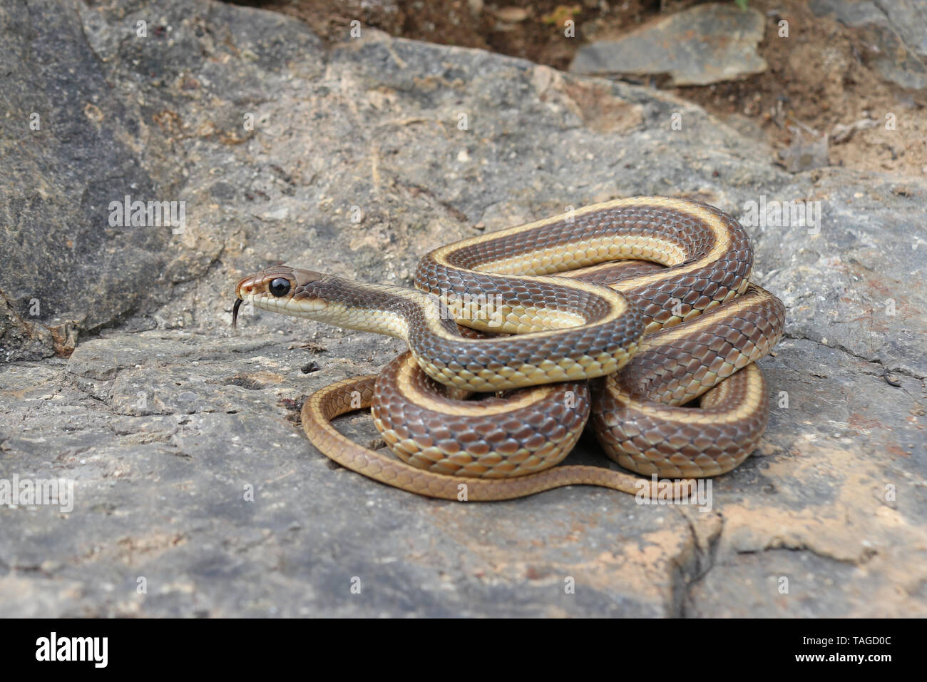 Coast Patch-nosed Snake (Salvadora hexalepis virgultea) Stock Photo