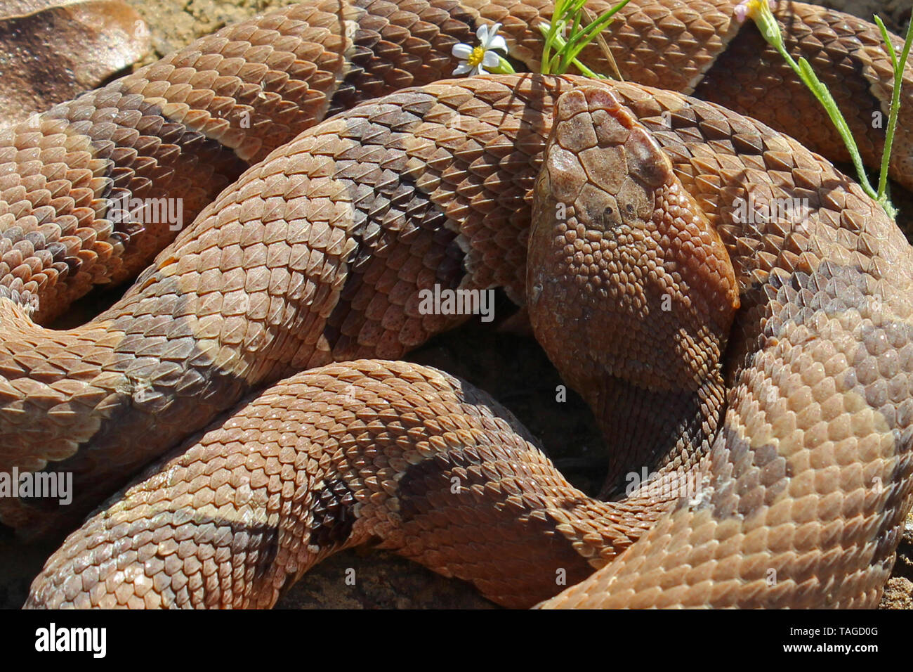 Copperhead Snake (Agkistrodon contortrix) Stock Photo