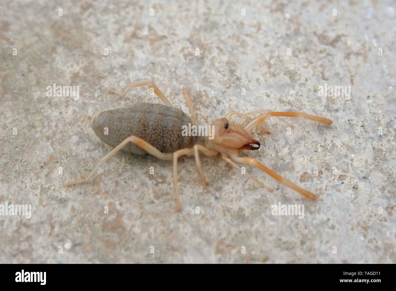 Wind Scorpion or Solifugid arachnid in California Stock Photo