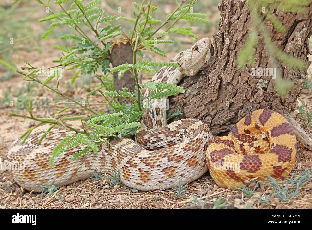 Yellow Gopher Snake High Resolution Stock Photography And Images Alamy