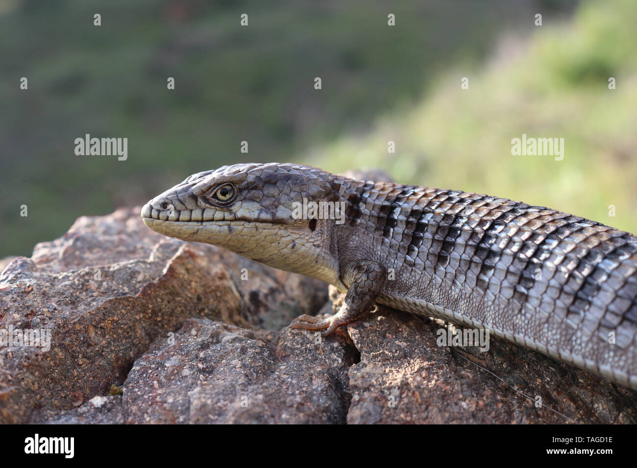 Southern Alligator Lizard (Elgaria multicarinata webbii) Stock Photo