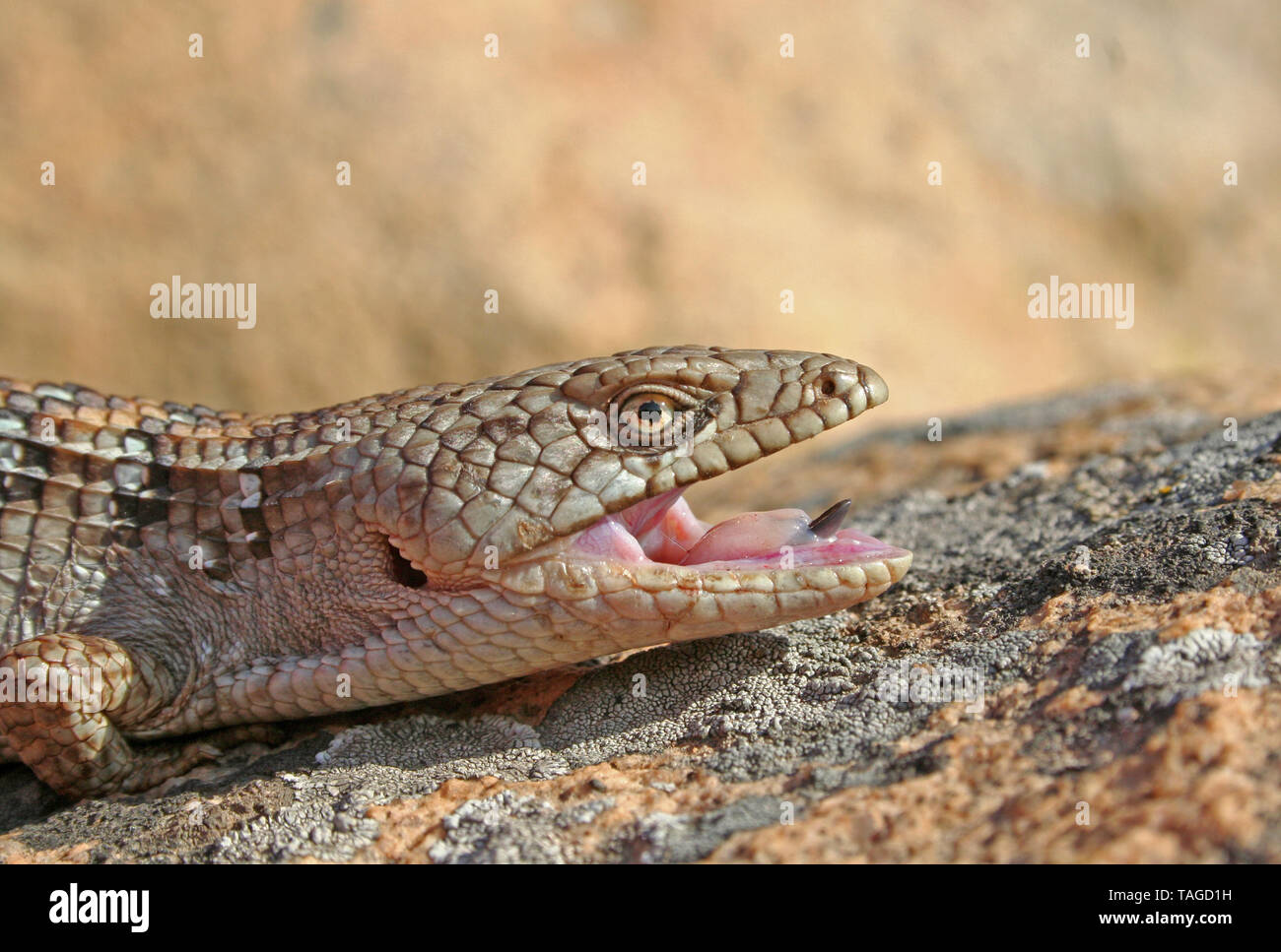Alligator Lizard Teeth