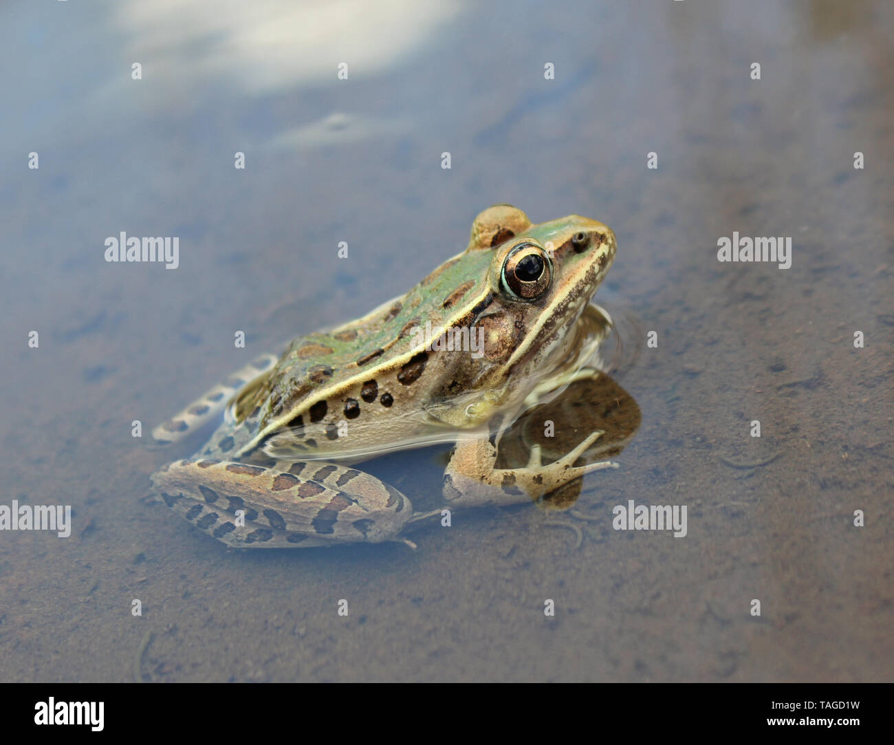 Southern Leopard Frog (Lithobates sphenocephalus) Stock Photo