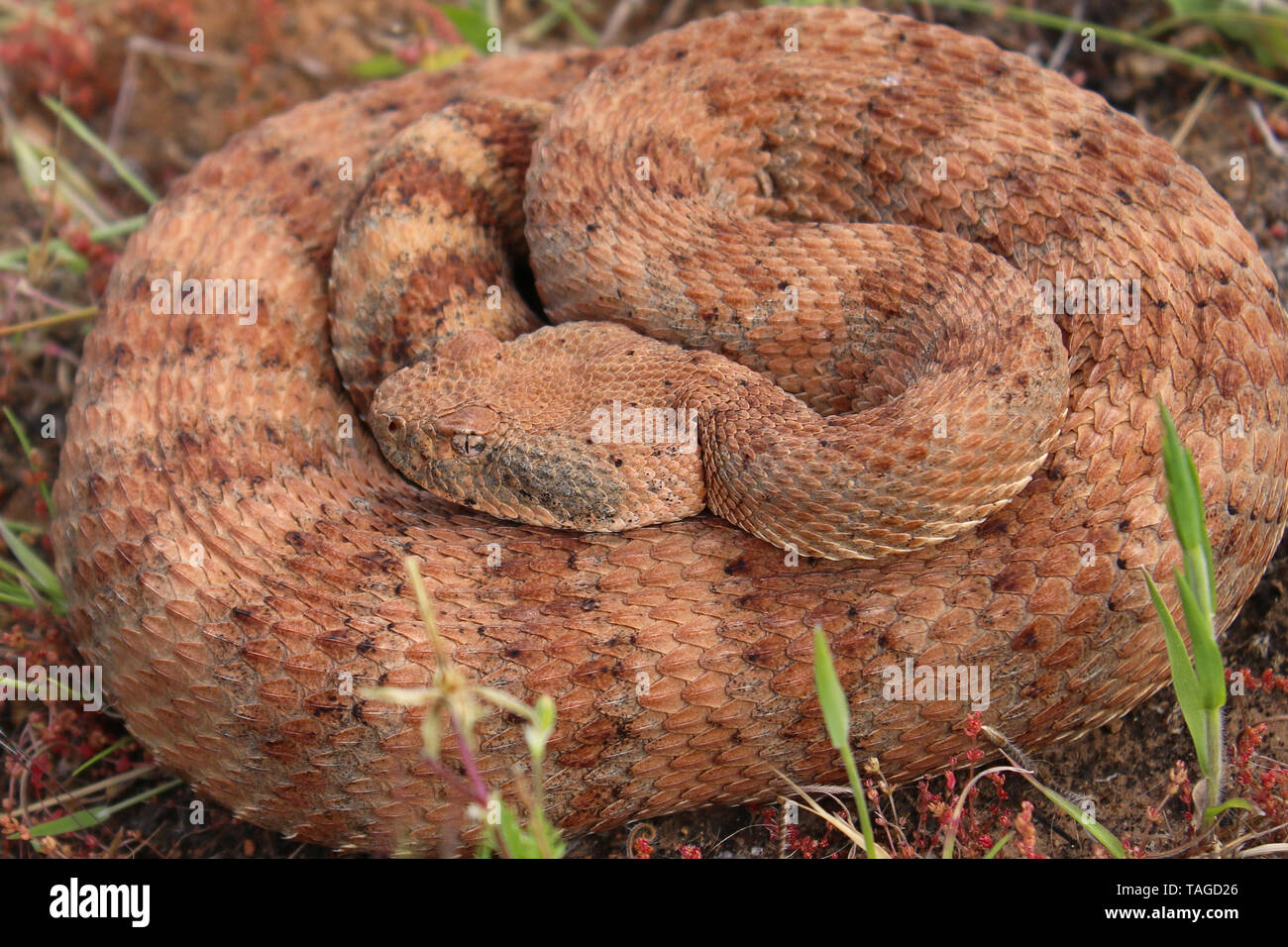 Southwestern Speckled Rattlesnake (Crotalus mitchellii pyrrhus) Stock Photo