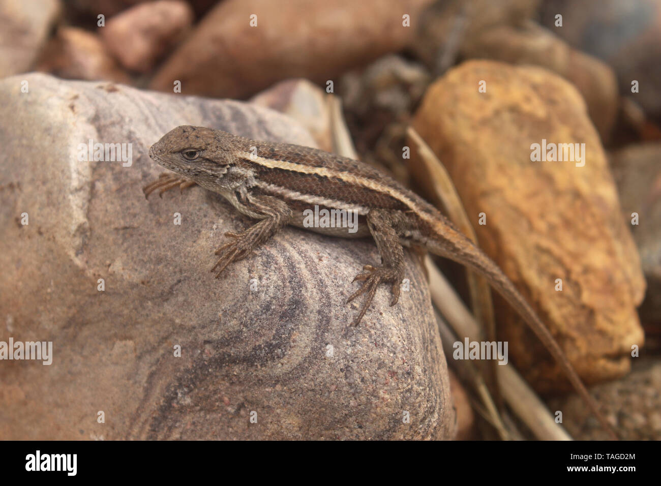 Striped Plateau Fence Lizard (Sceloporus virgatus) Stock Photo