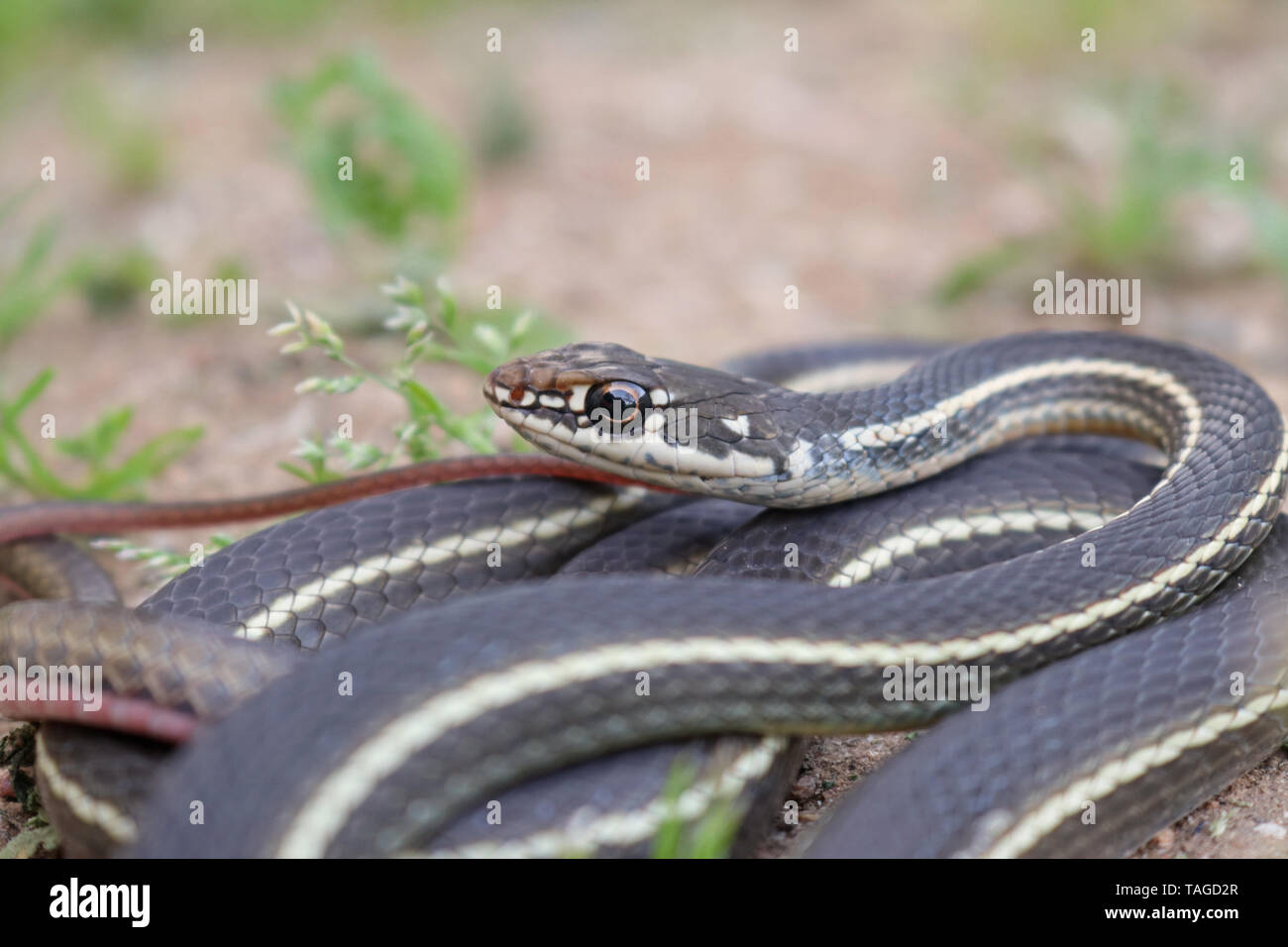 California Striped Racer Snake (Coluber lateralis lateralis) Stock Photo