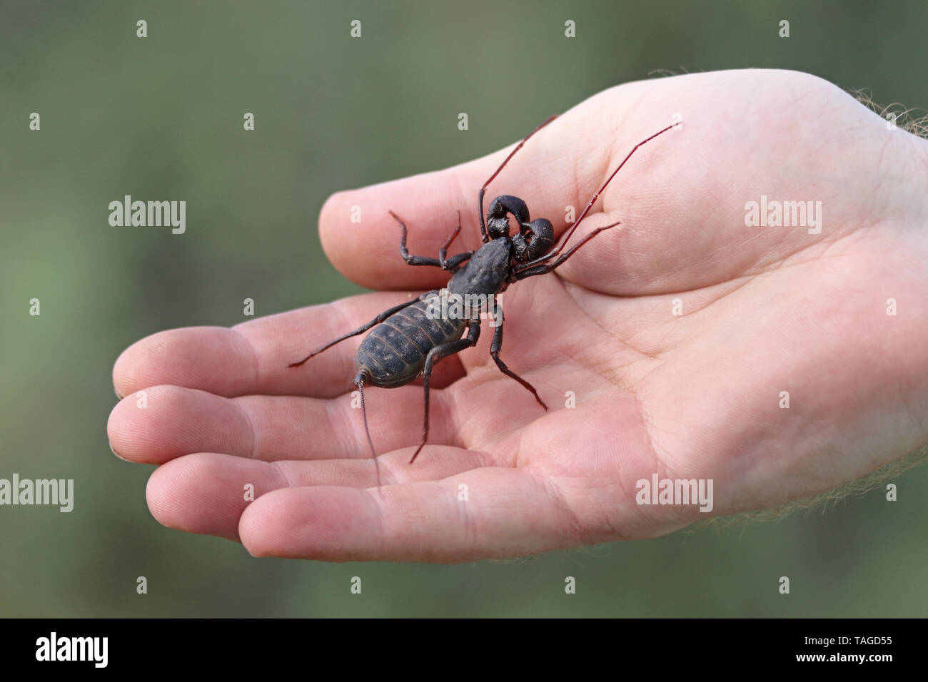 Giant Vinegaroon or Giant Whip Scorpion (Mastigoproctus giganteus