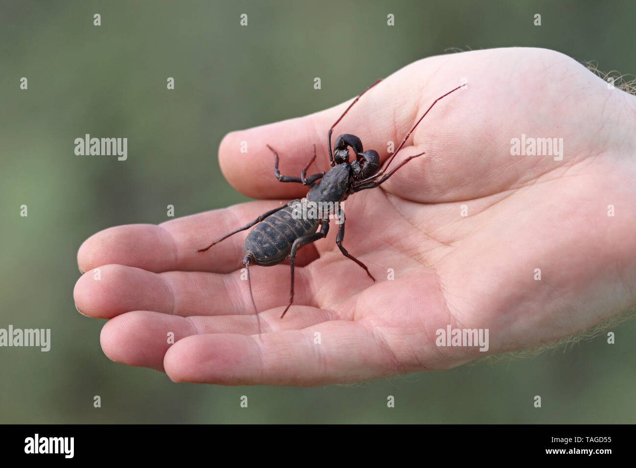 Giant Vinegaroon or Giant Whip Scorpion (Mastigoproctus giganteus giganteus) in hand Stock Photo
