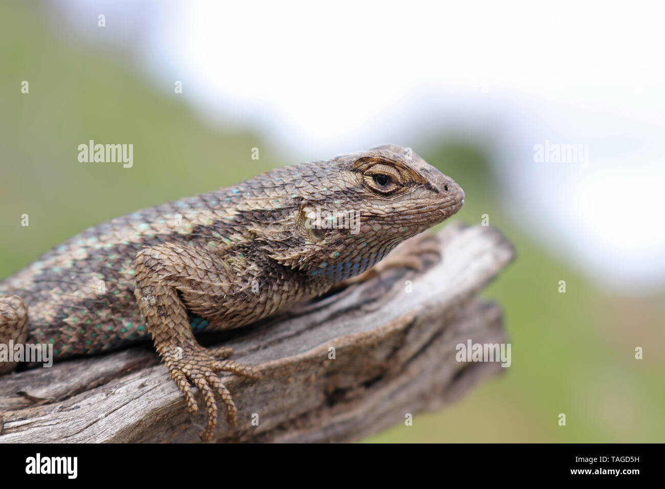 Western Fence Lizard (Sceloporus occidentalis) Stock Photo
