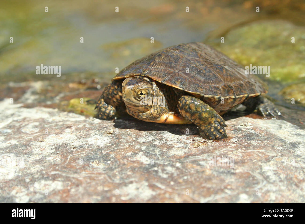 Western Pond Turtle, Species Southwestern Pond Turtle (Actinemys pallida) Stock Photo