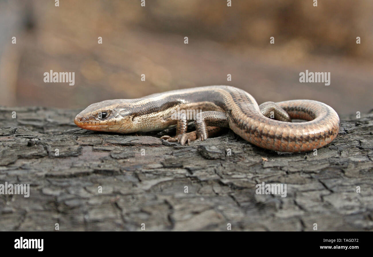 Western Skink Lizard, subspecies Coronado Skink (Plestiodon skiltonianus interparietalis) Stock Photo