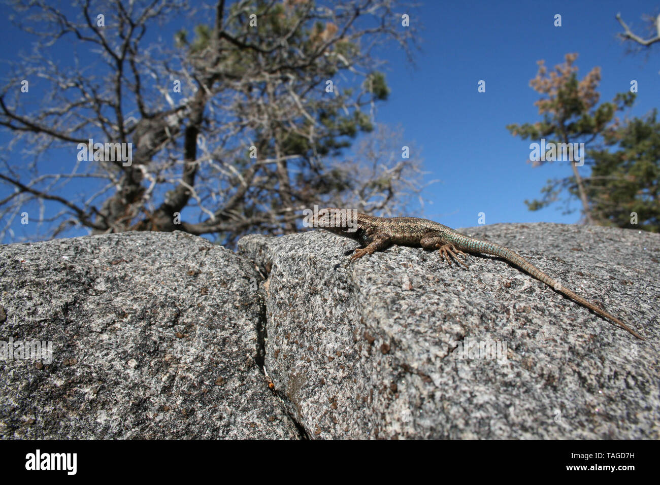 Sagebrush Lizard (Sceloporus graciosus) Stock Photo