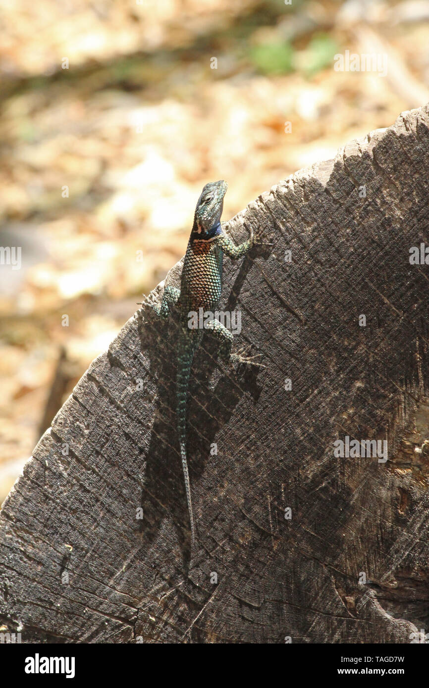 Yarrow's Spiny Lizard (Sceloporus jarrovii) Stock Photo
