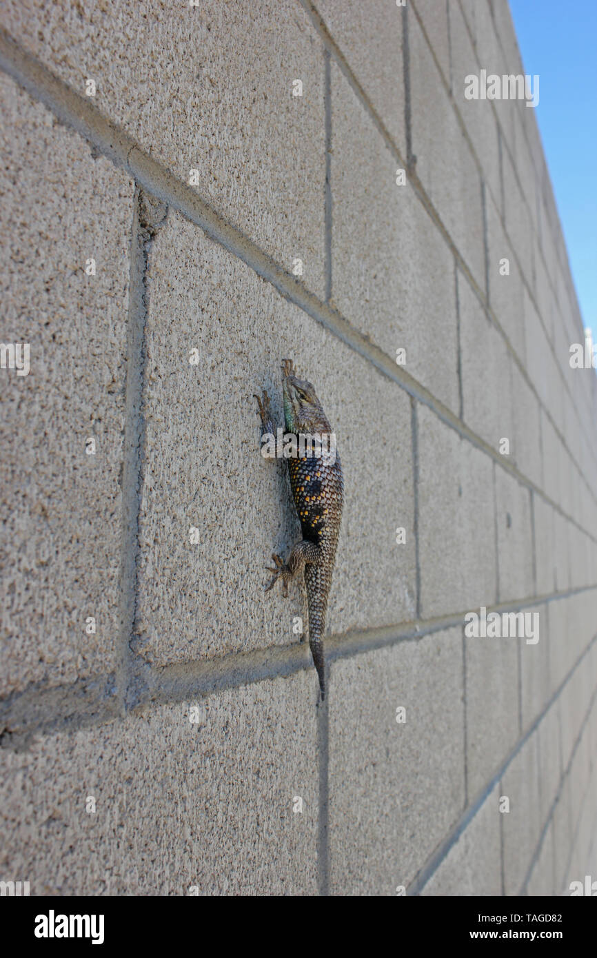 Desert Spiny Lizard (Sceloporus magister) on concrete wall Stock Photo