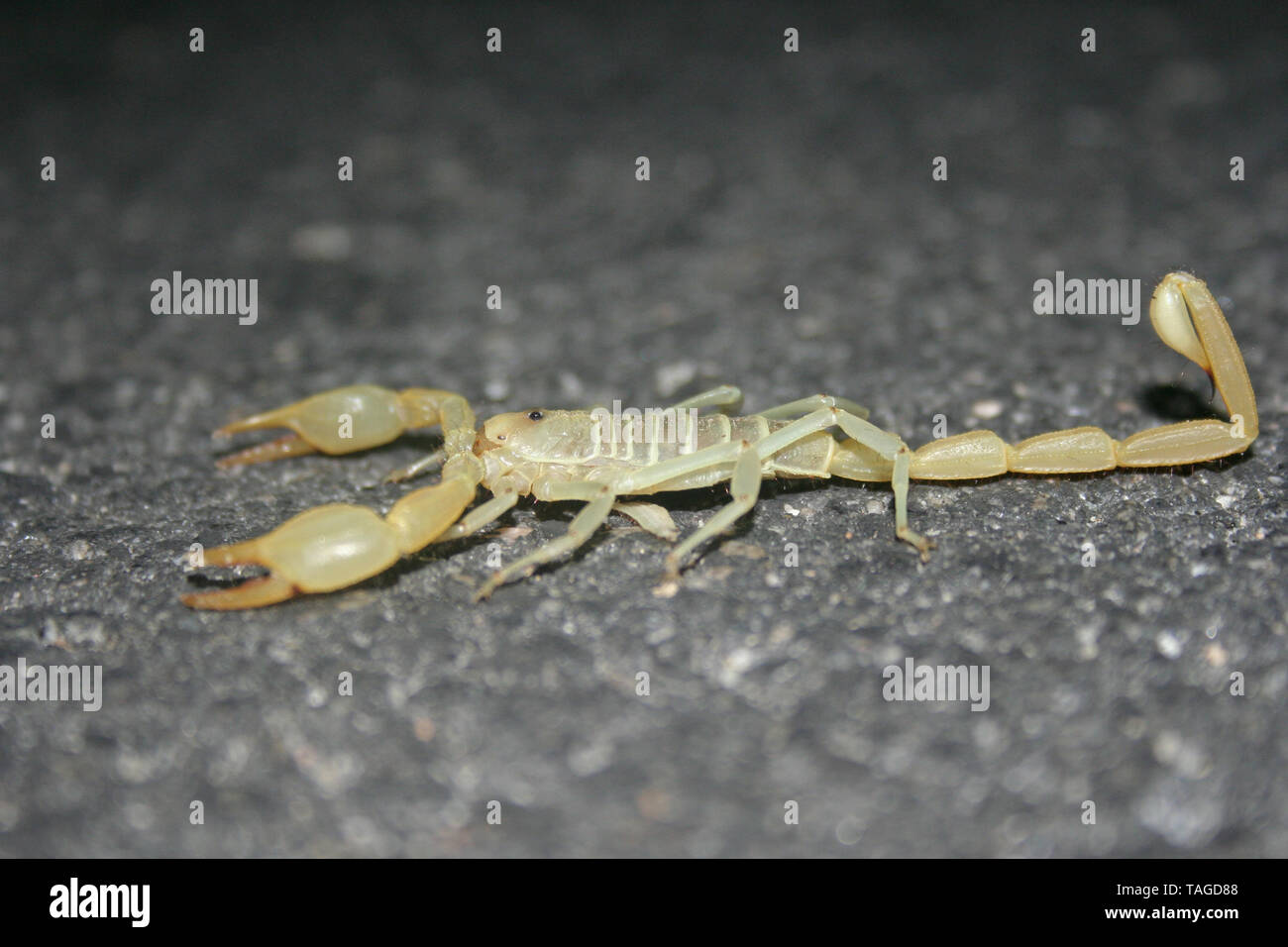 Giant Desert Hairy Scorpion (Hadrurus arizonensis) Stock Photo