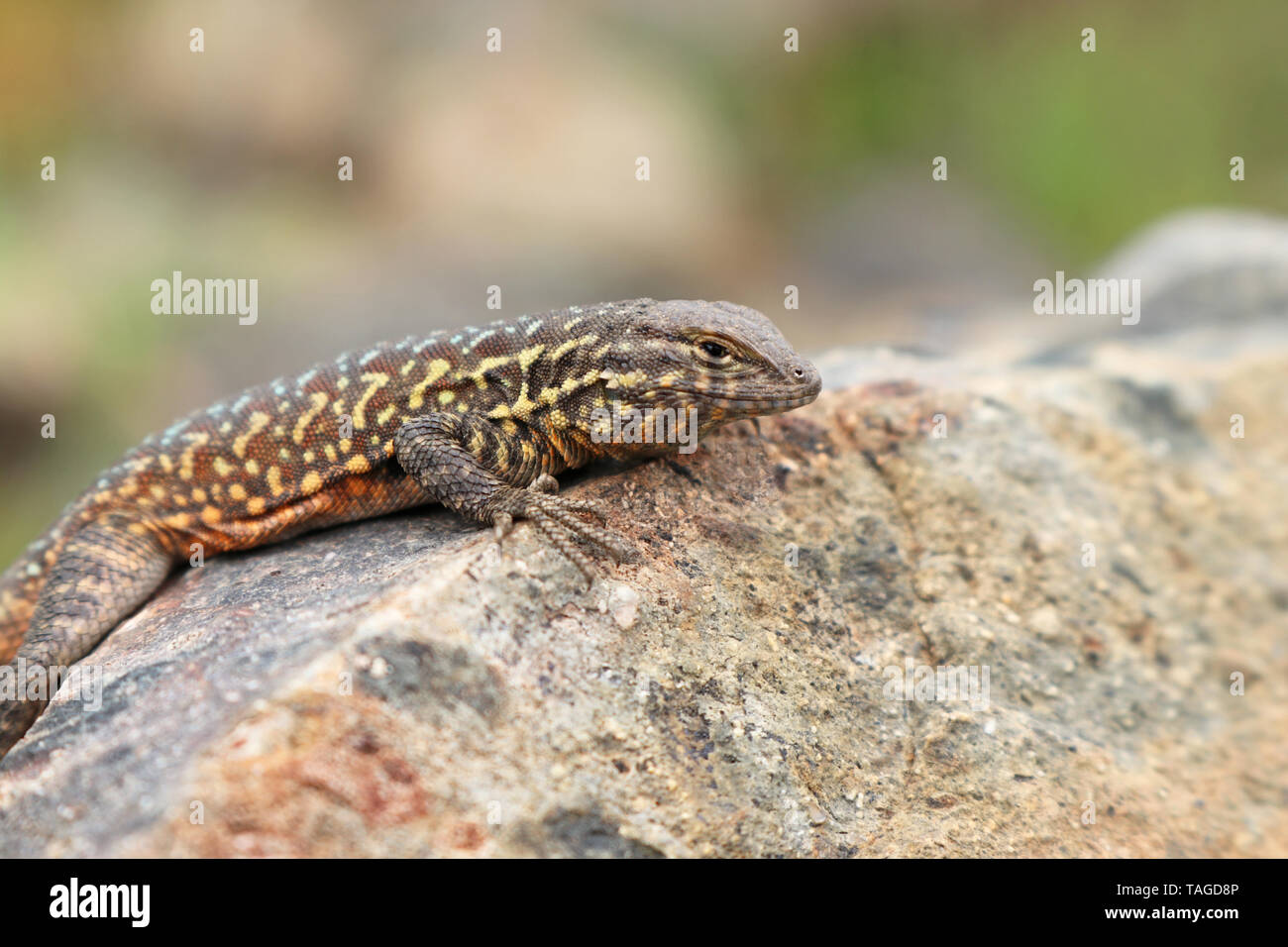 Common Side-blotched Lizard (uta Stansburiana Stock Photo - Alamy