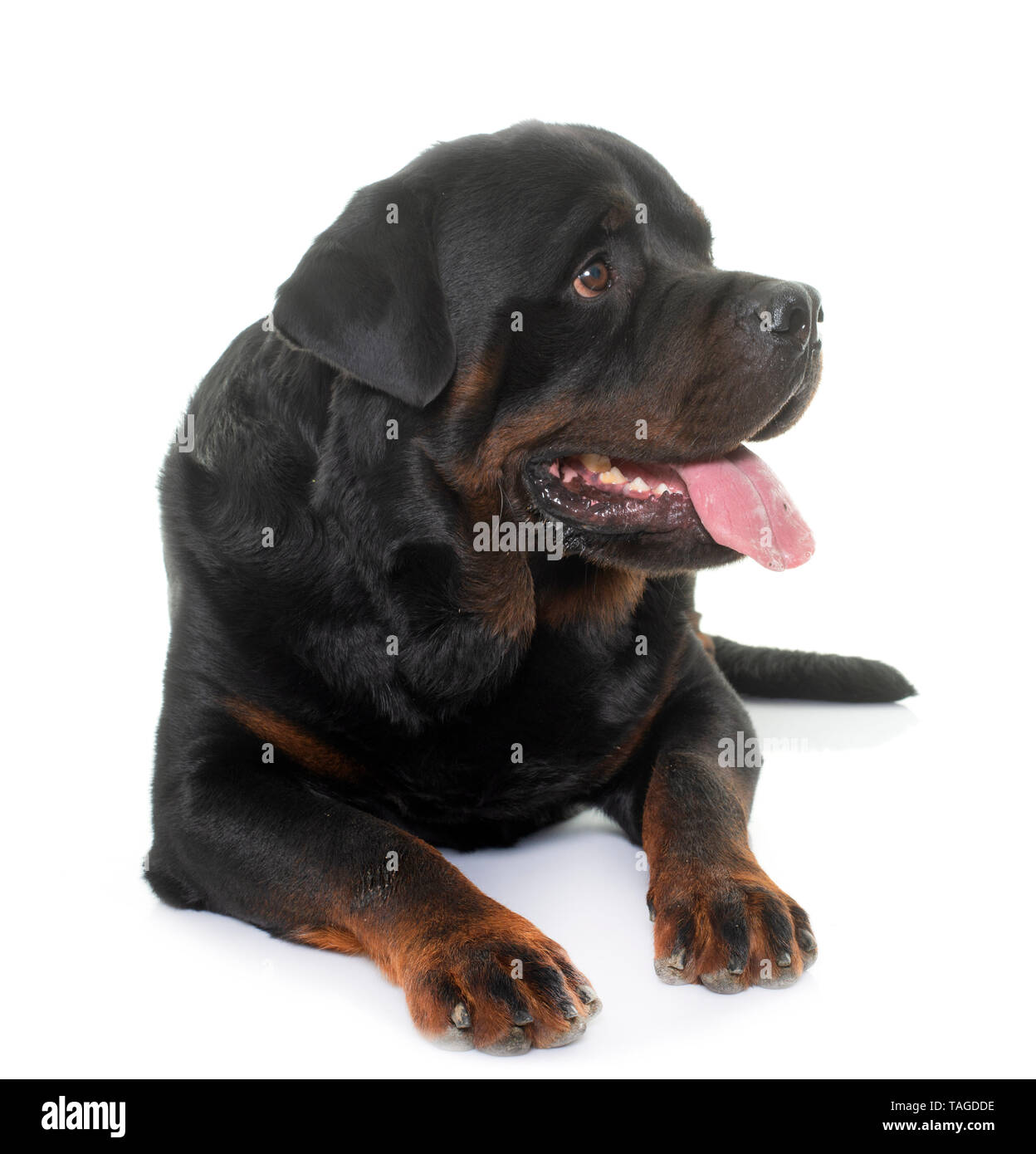 Purebred Rottweiler purebred rottweiler in front of white background Stock Photo - Alamy