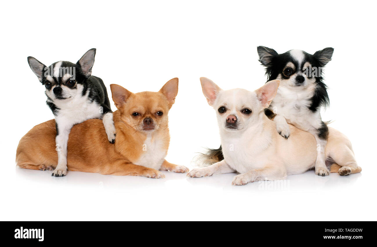 group of chihuahuas in front of white background Stock Photo - Alamy