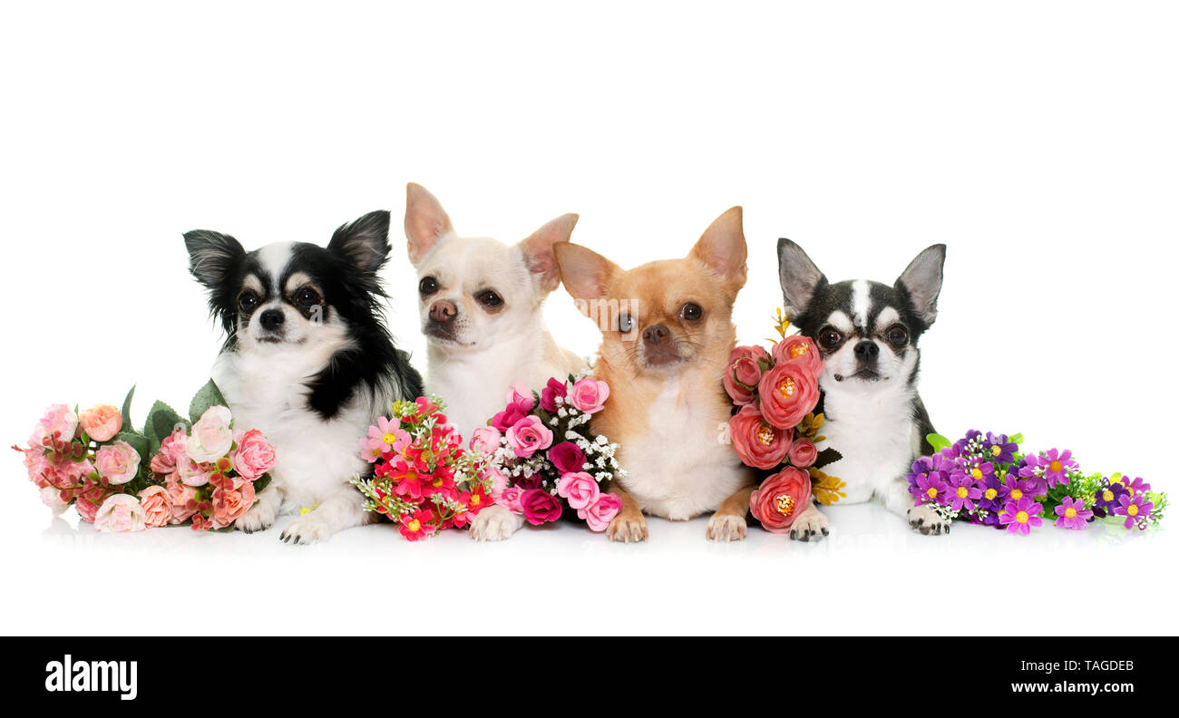 group of chihuahuas in front of white background Stock Photo - Alamy