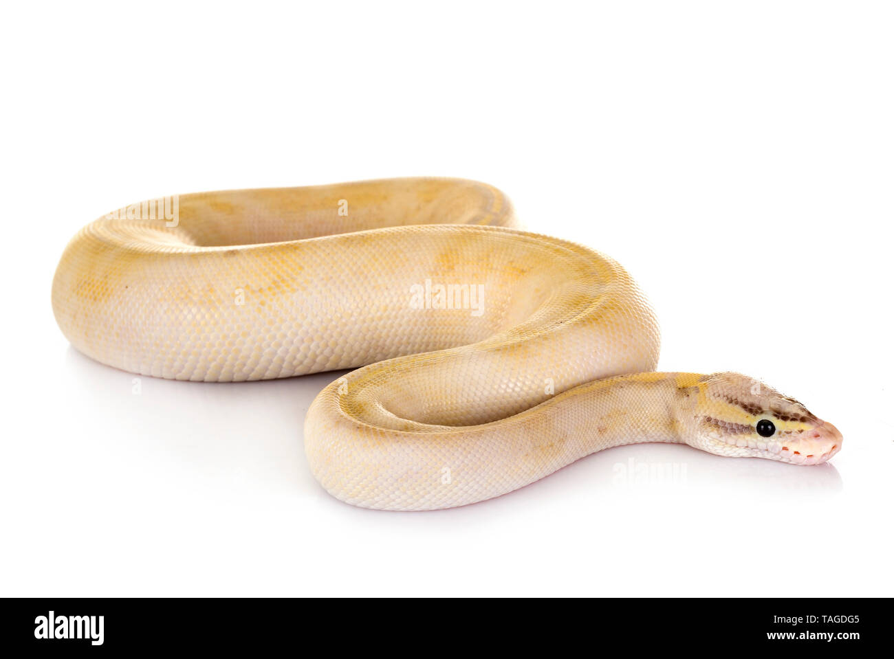 Ball python in front of white background Stock Photo