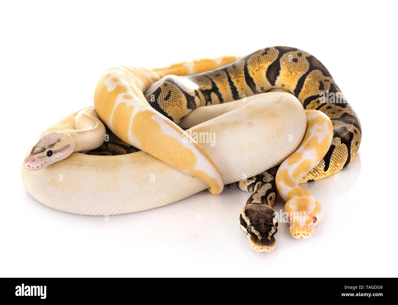 Ball pythons in front of white background Stock Photo - Alamy