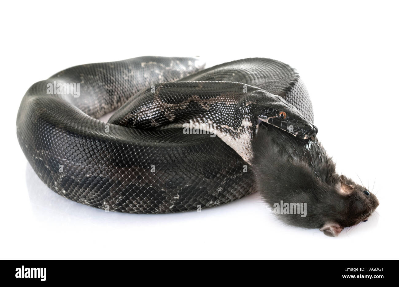 Python curtus in front of white background Stock Photo