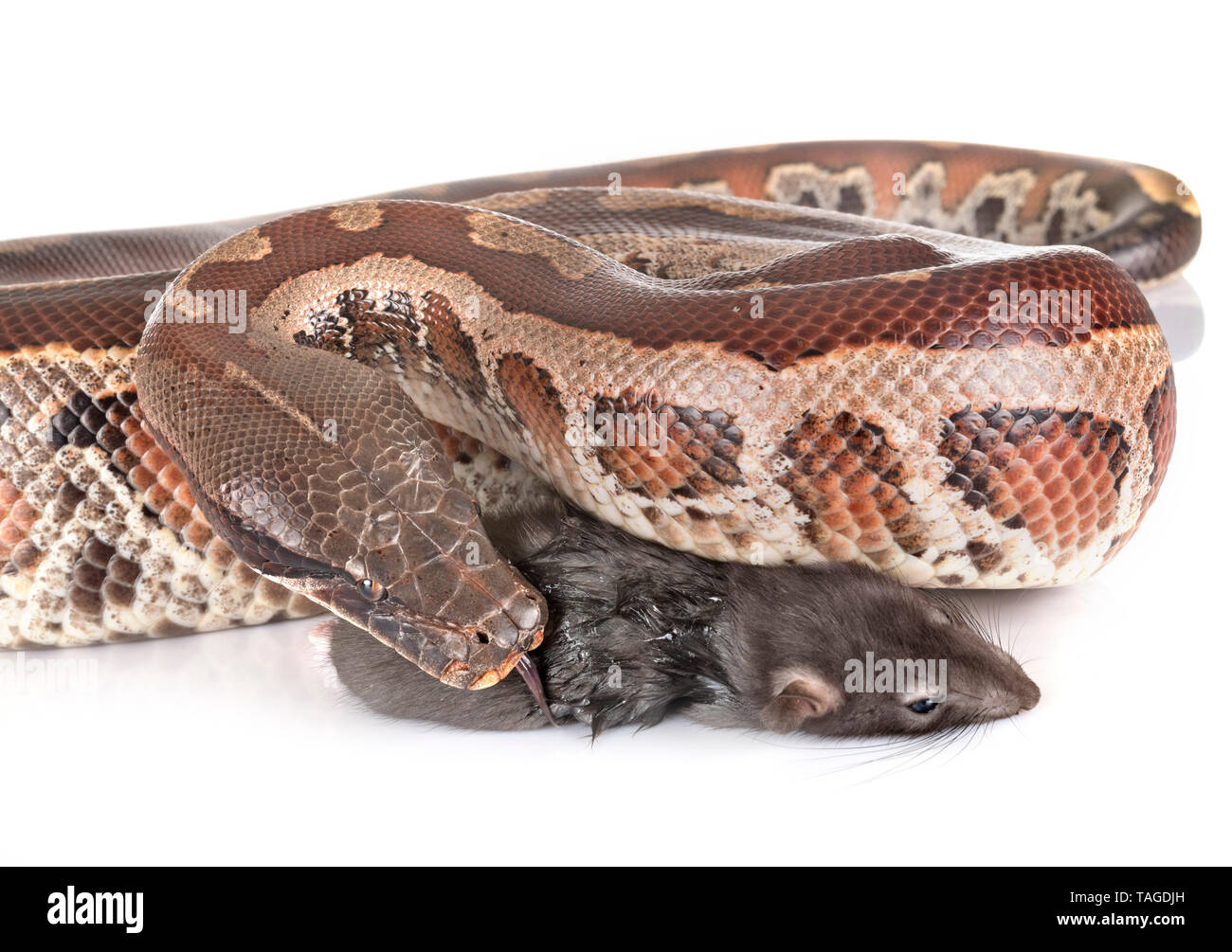 Python brongersmai in front of white background Stock Photo