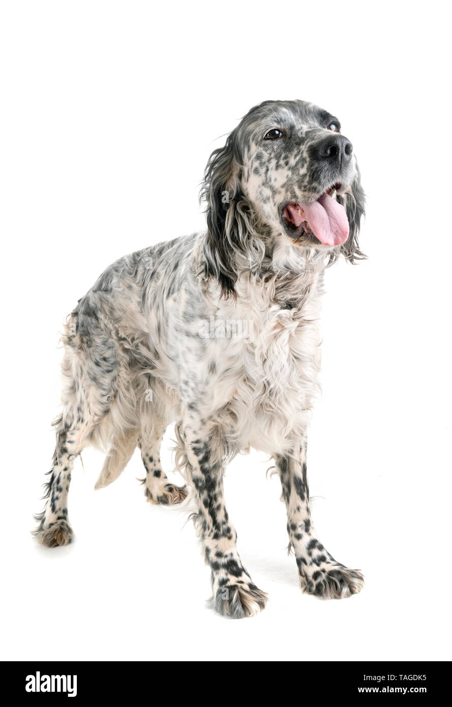english setter in front of white background Stock Photo - Alamy
