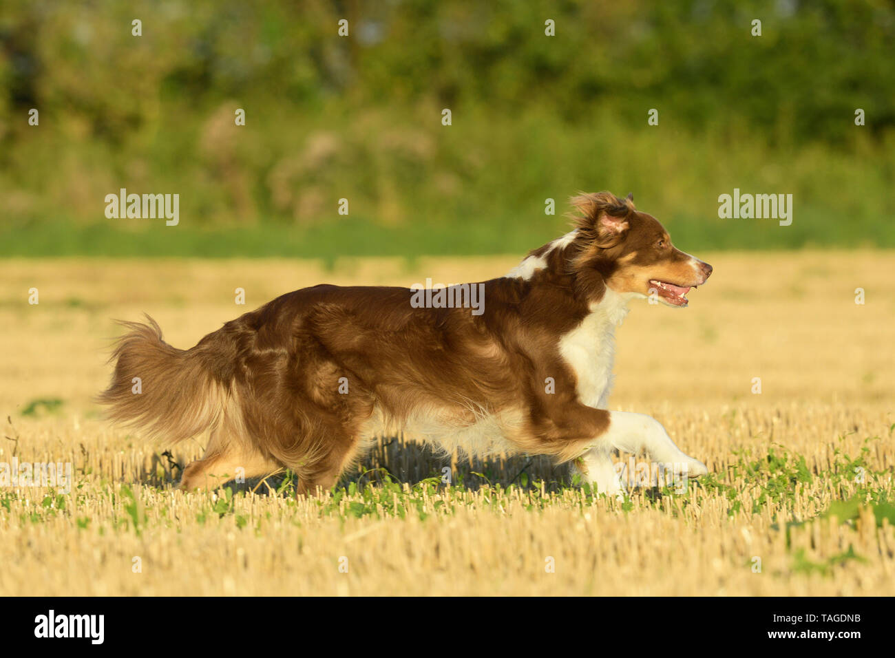 Australian Shepherd running in a stubble field Stock Photo - Alamy