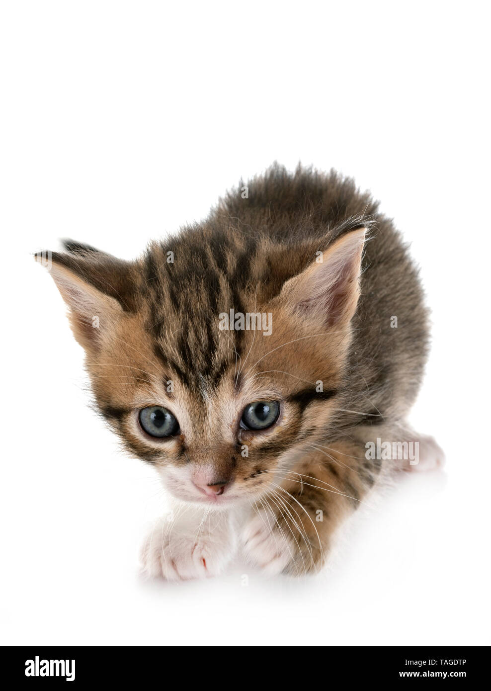Moggy kitten hi res stock photography and images Alamy
