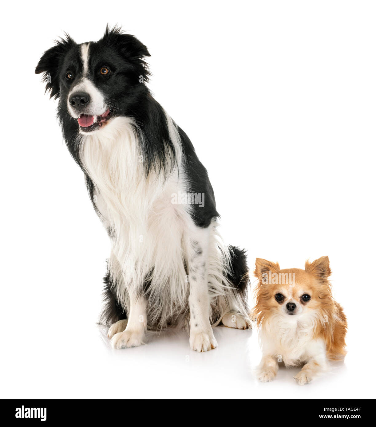 are border collies small dogs